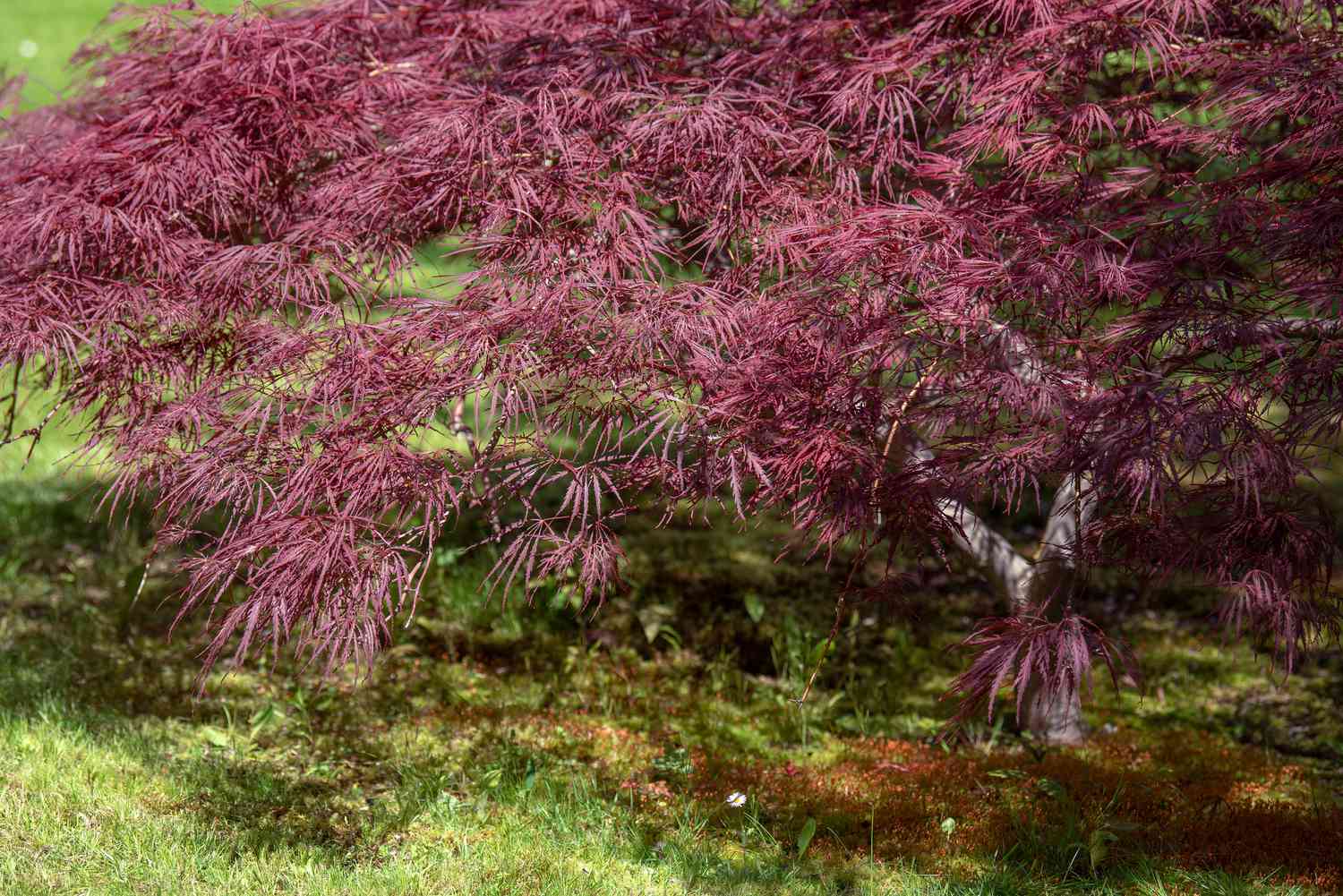 Arce japonés reina carmesí con ramas rojas en cascada