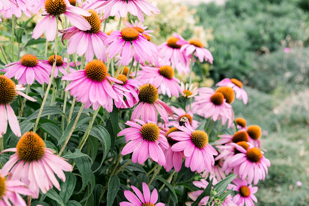 purple coneflower