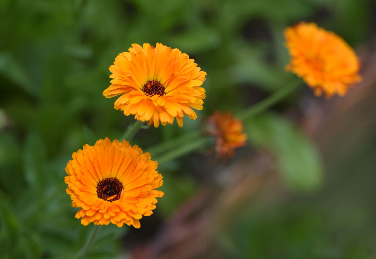 Ringelblumenpflanze mit orangefarbenen gekräuselten und strahlenden Blütenblättern mit brauner Mitte
