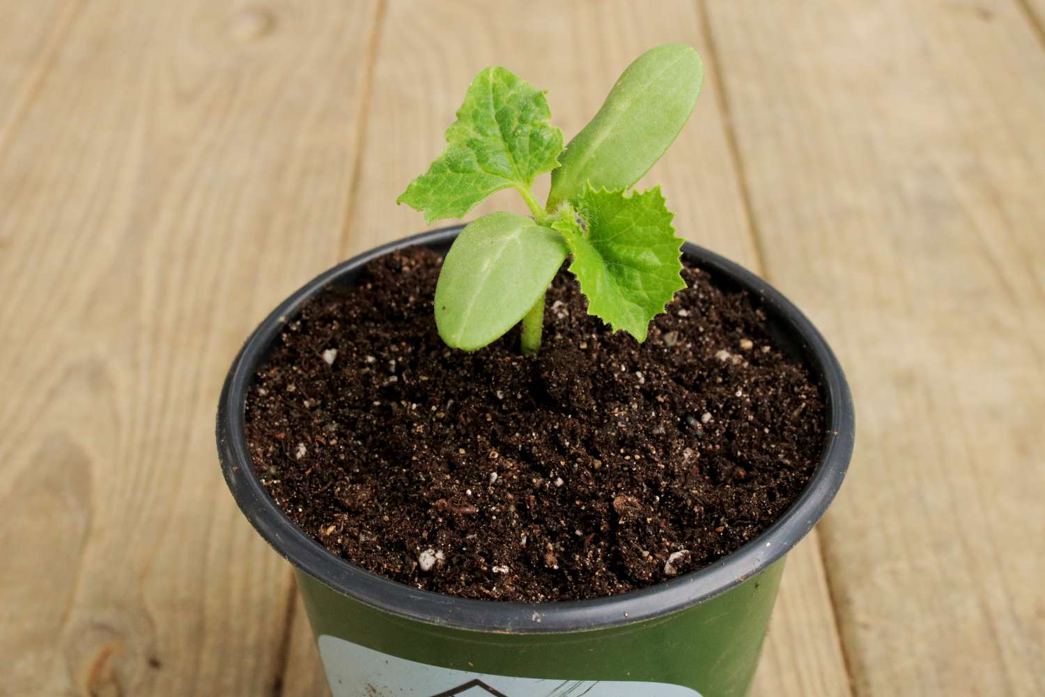 Crecimiento de planta de pepino limón creciendo desde maceta en suelo de madera