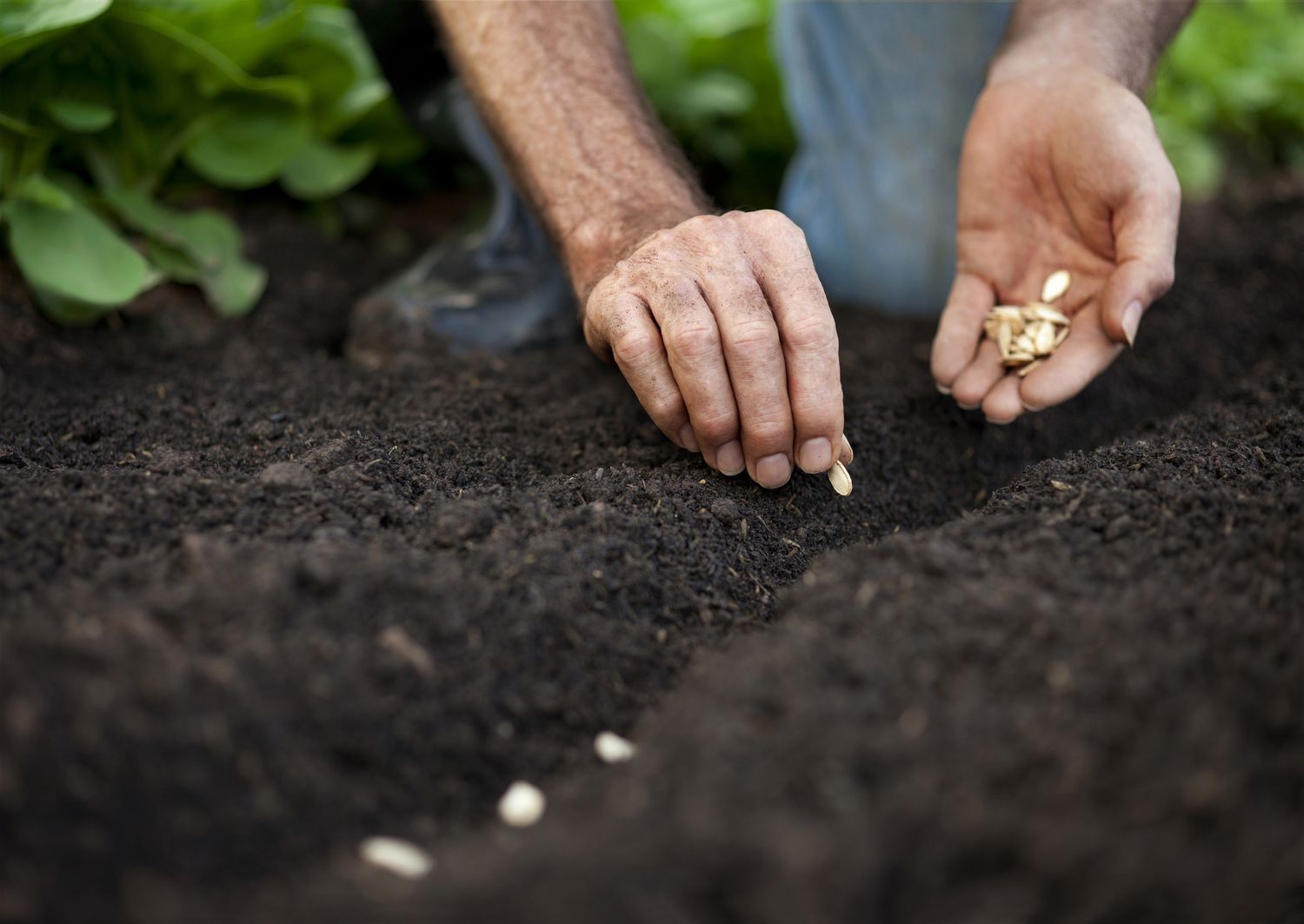 Wie Sie kostenloses Saatgut für Ihren Garten erhalten