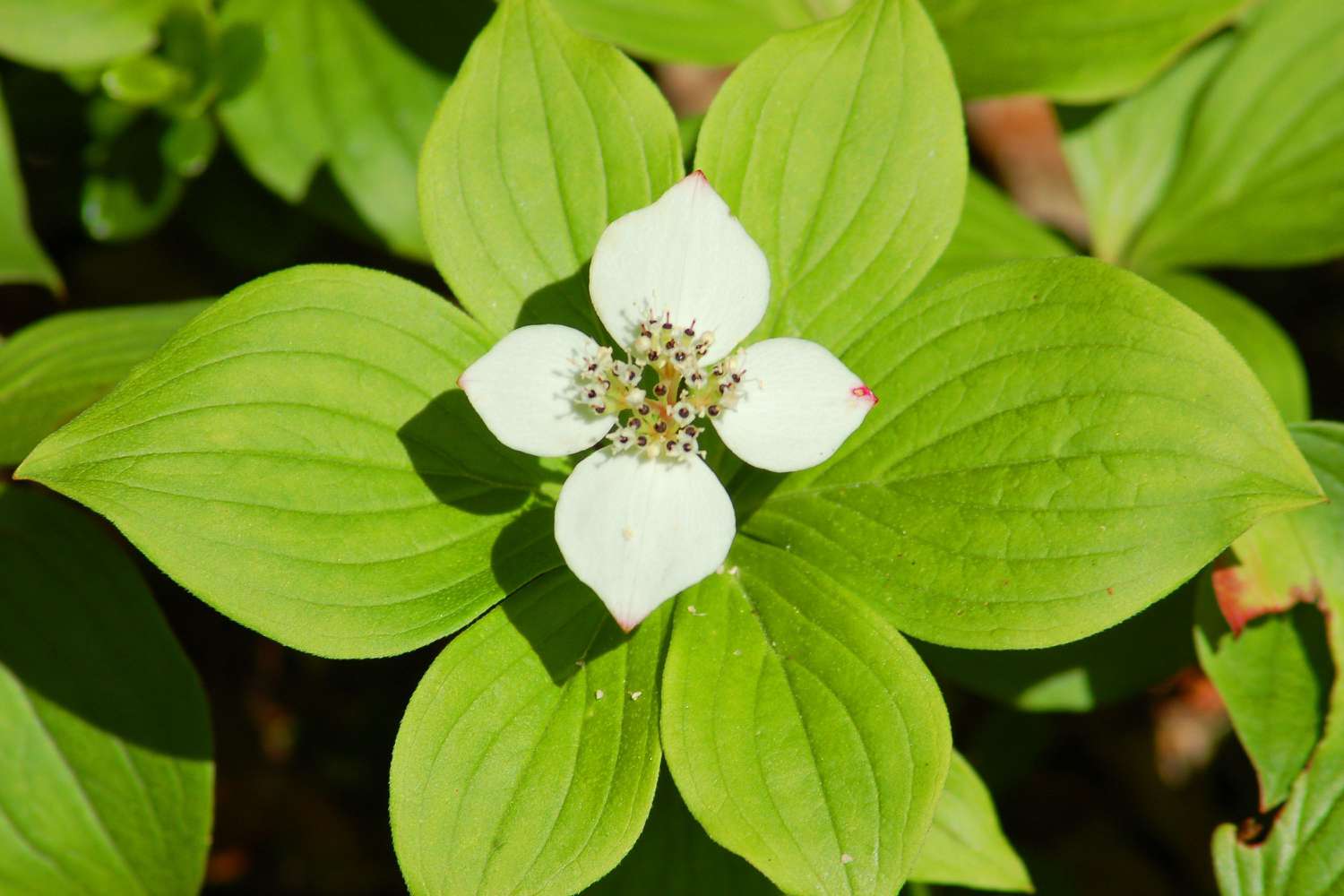 Arbusto de cobertura do solo com seis folhas verdes claras e flor branca de quatro pétalas