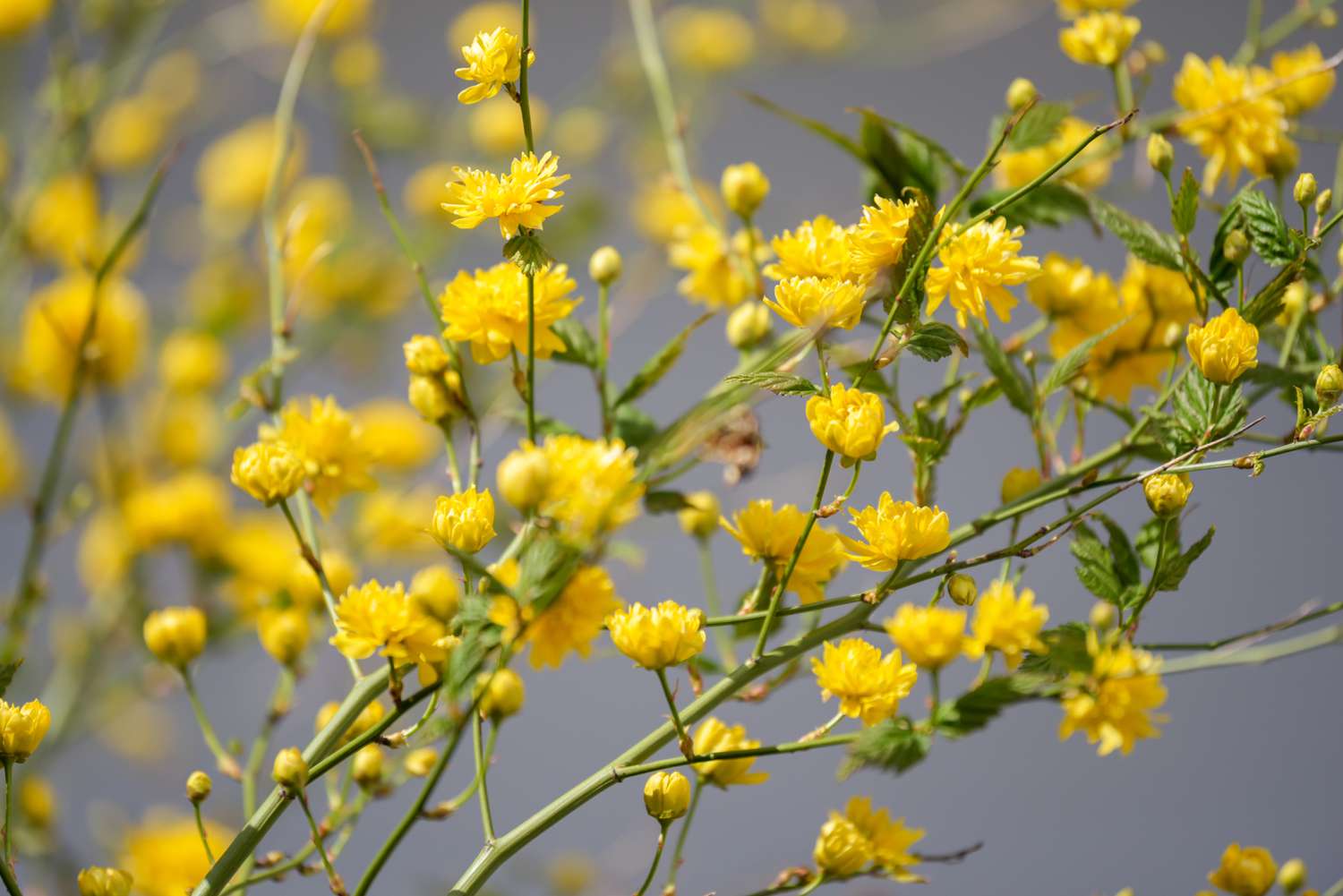 Kerria-Strauch mit flauschigen gelben Blüten und Knospen an langen dünnen Zweigen
