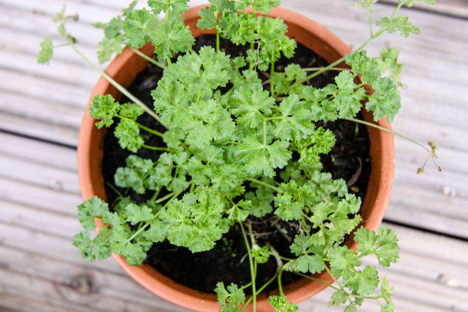 Potted parsley
