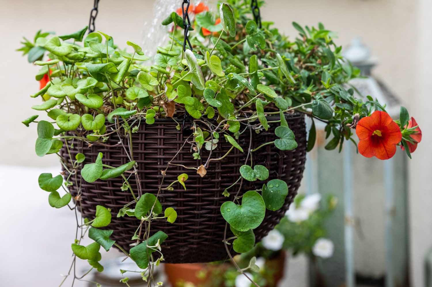 Dichondra plant in brown hanging basket with red flower stems and leaves hanging over