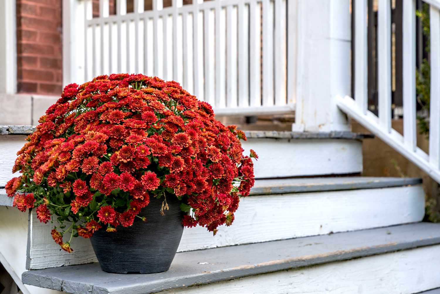 mums in a new pot