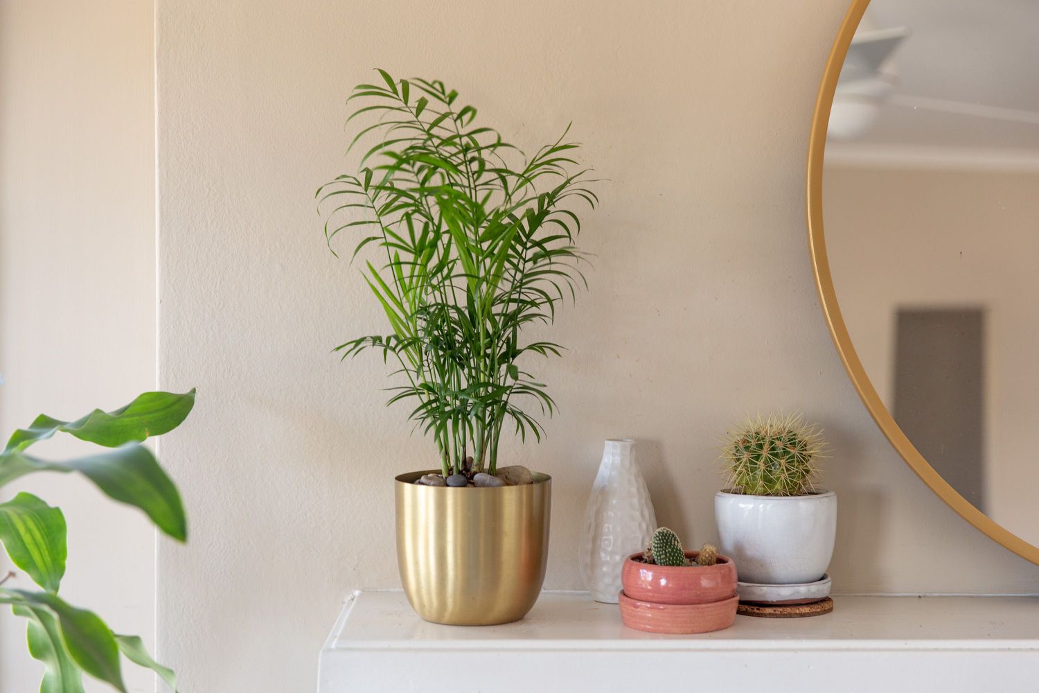 Parlor palm in gold pot with small green fronds on shelf next to decor items