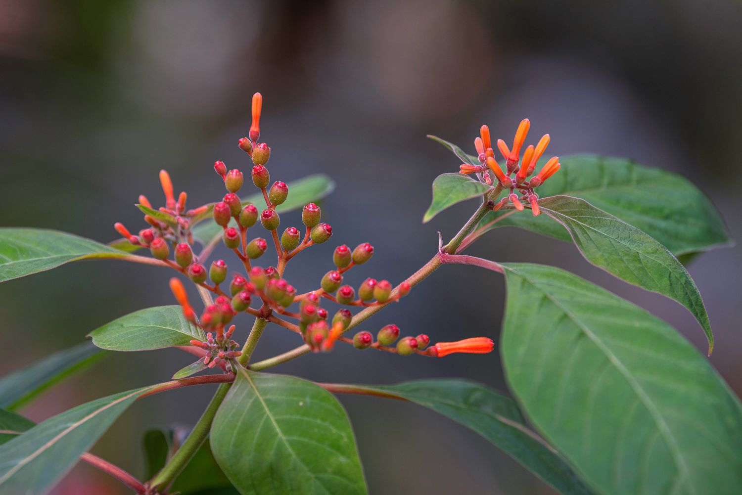 Zweig des Feuerbuschstrauchs mit orange-roten Knospen und röhrenförmigen Blüten in Nahaufnahme