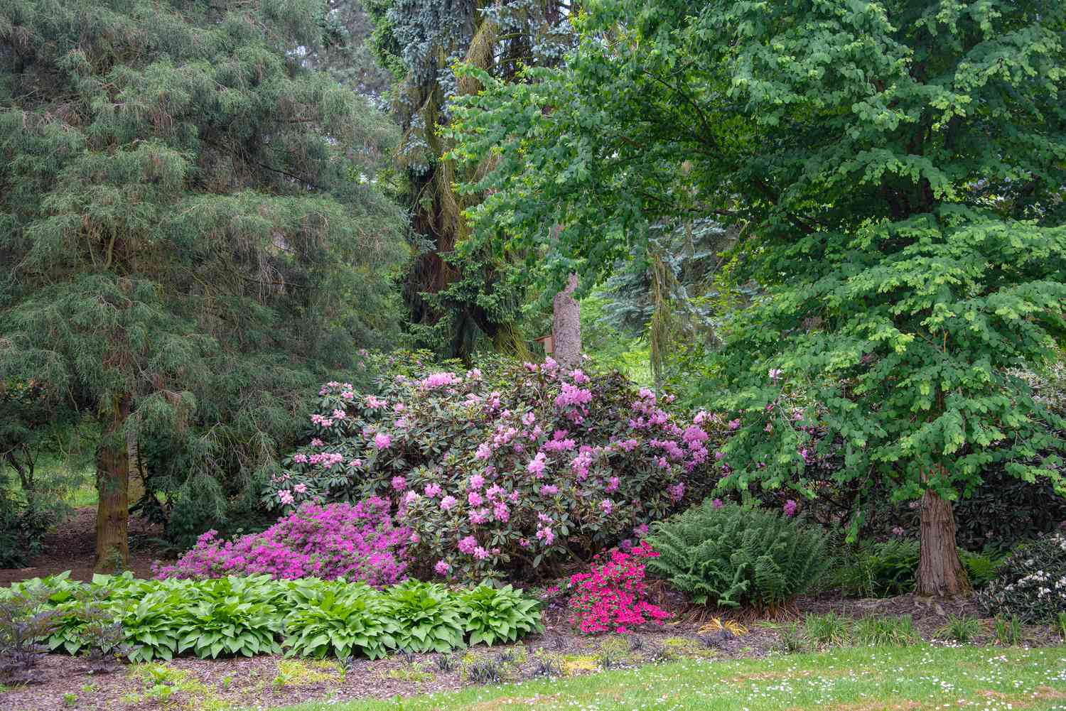 Rhododendronstrauch mit großen rosa Blüten neben niedrigen Pflanzen und Bäumen 