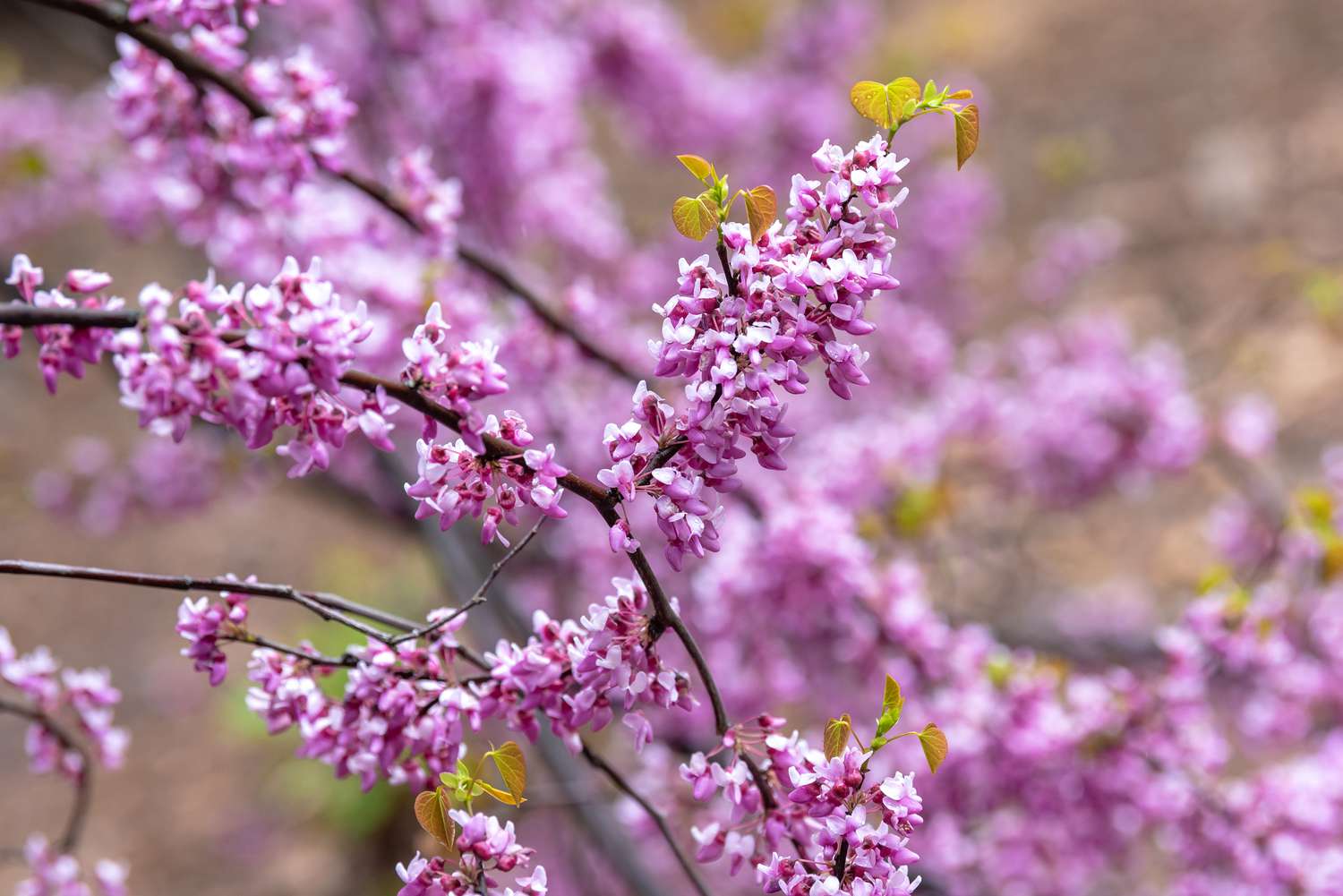 Forest pansy redbud tree branch with cluster of small pink flower buds and yellow-green leaves
