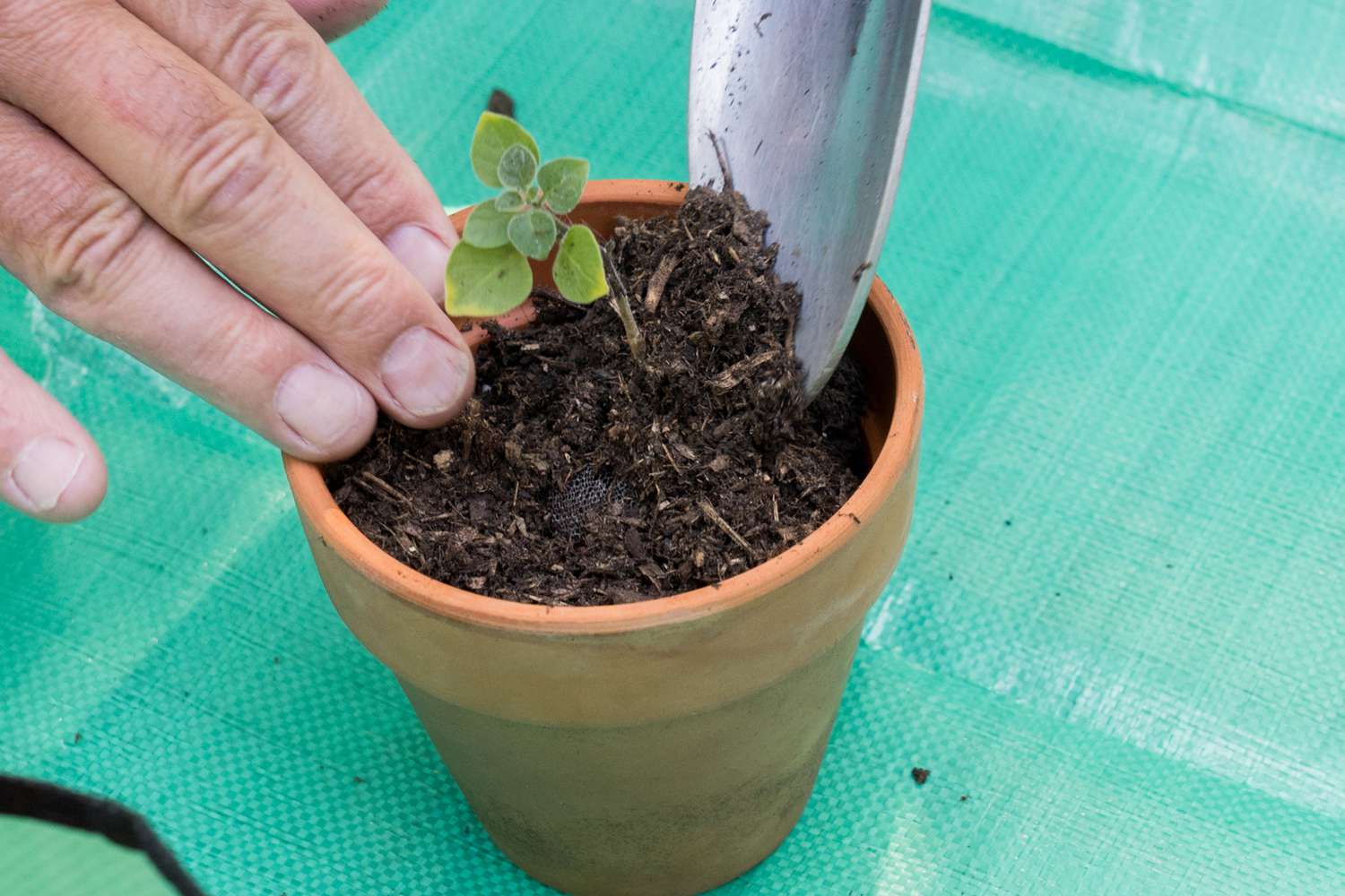 Setzling in kleinen Tontopf mit Gartenspaten umgetopft