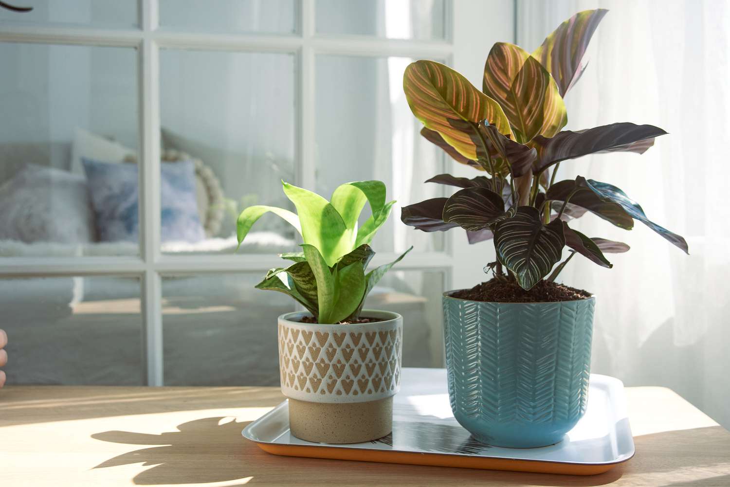 houseplants in a sunny spot