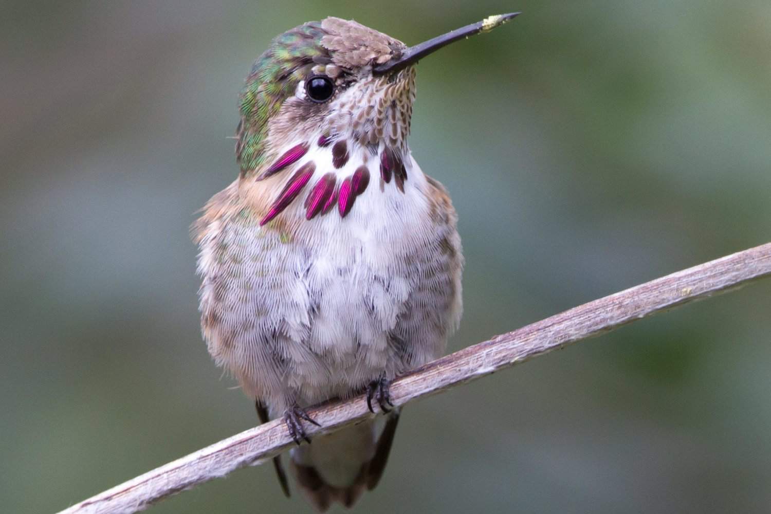 Kolibri mit Pollen