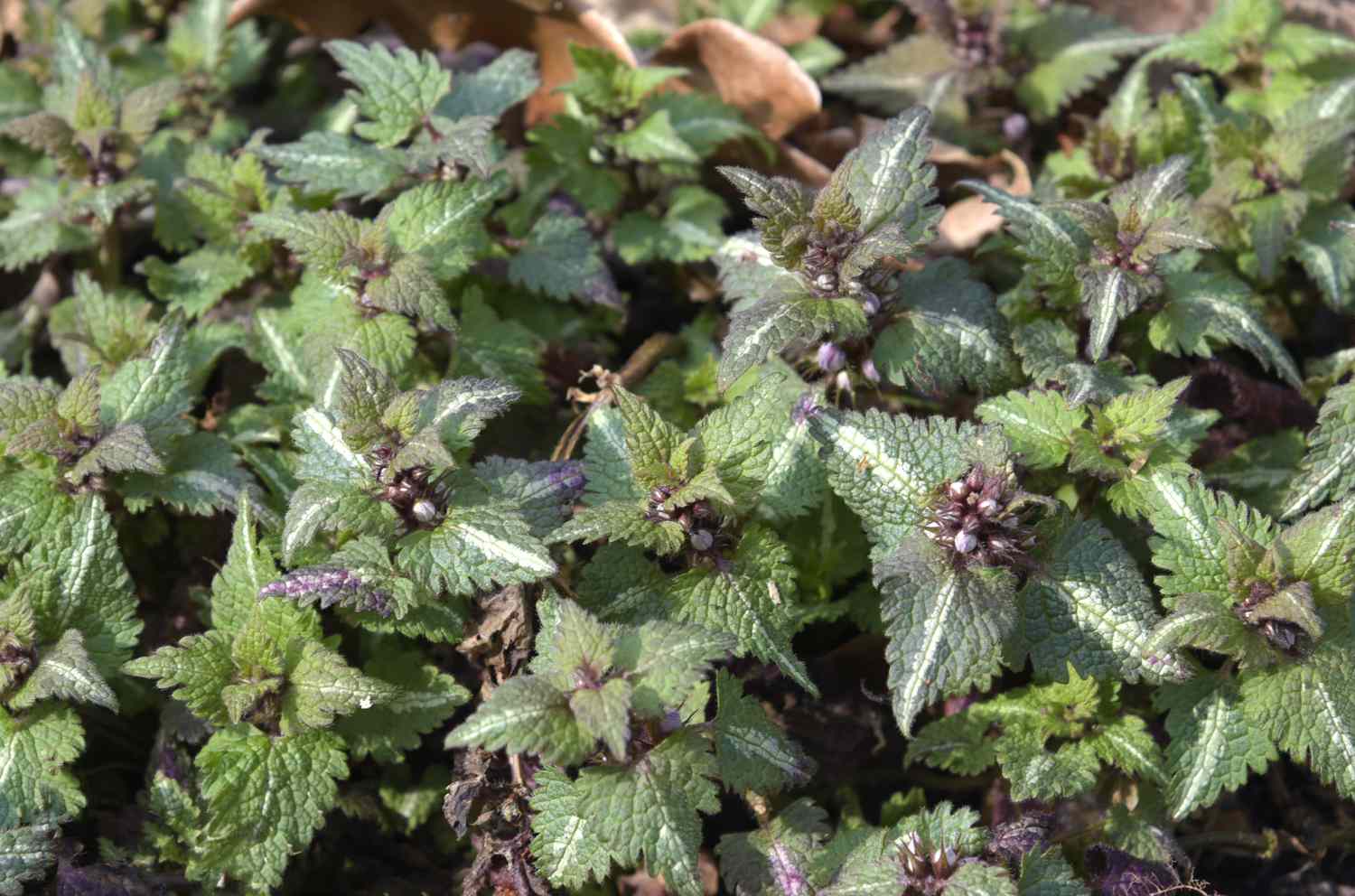 Planta de ortiga muerta manchada con hojas verde plateadas y brotes en la parte superior