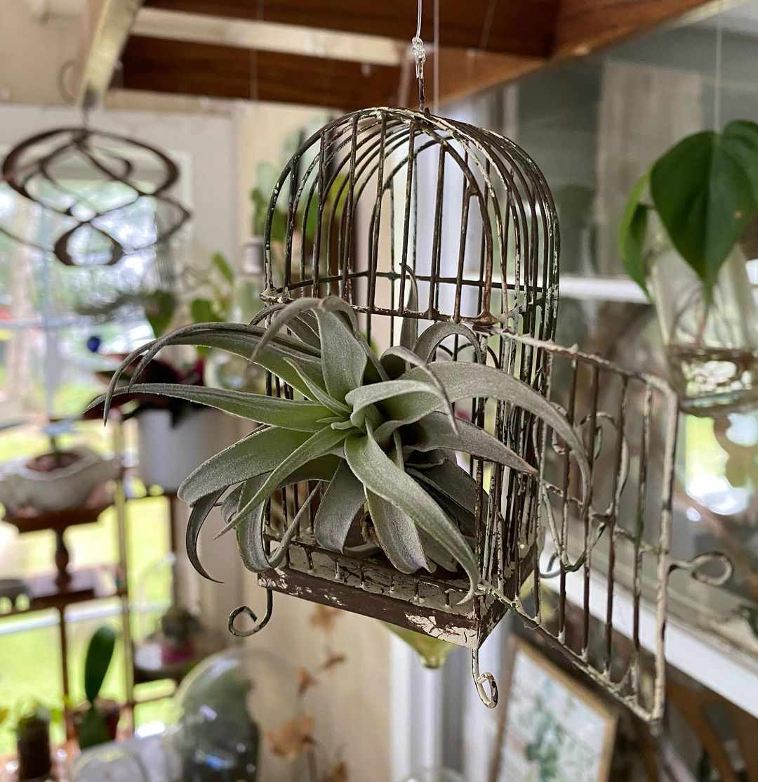 Air plant in a small antique bird cage