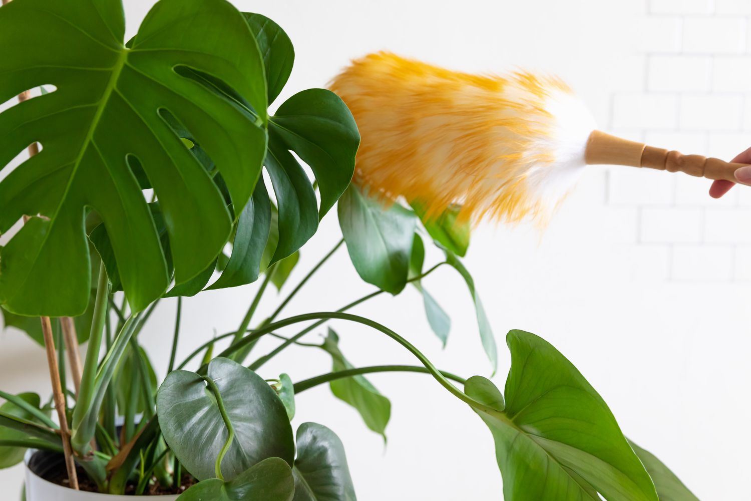 person using a brush to remove dust from a plant