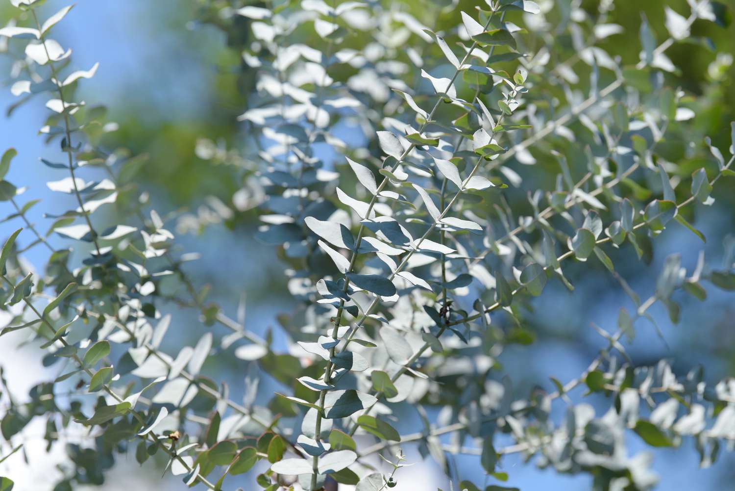 Branches d'eucalyptus avec des feuilles vertes argentées à la lumière du soleil