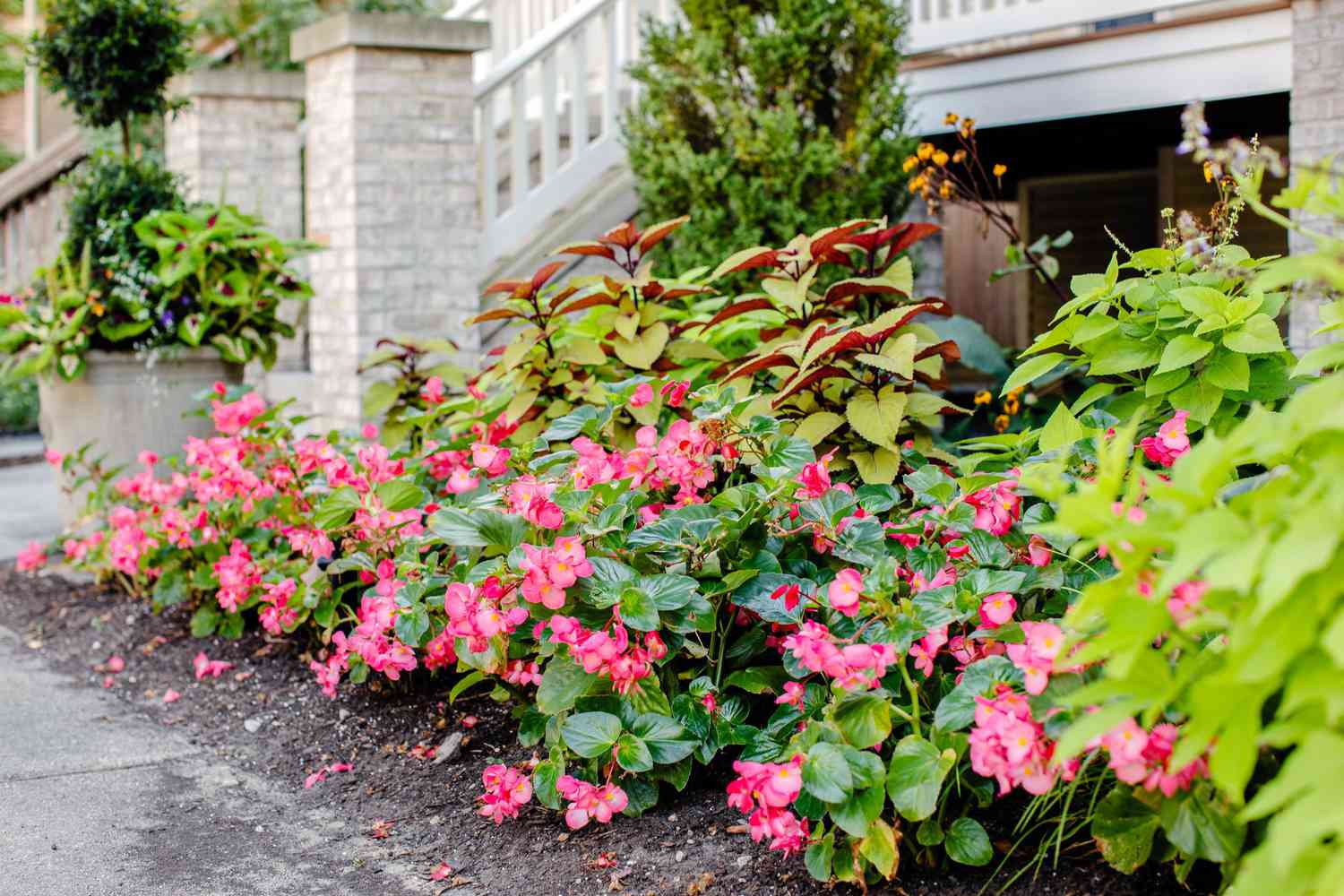 Plantas de begonia de cera con racimos de flores rosa claro y hojas cerosas delante de casa orientada al norte