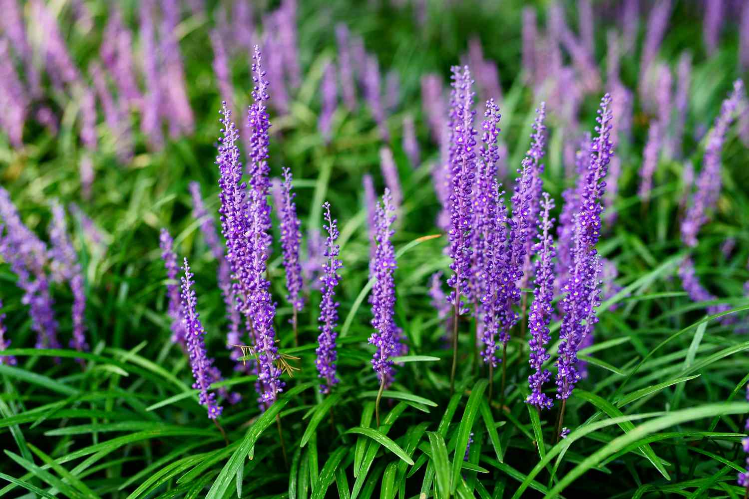 Close up of liriope plants in bloom.