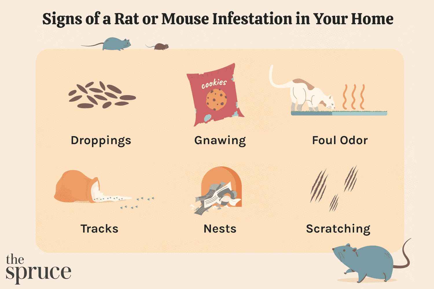 6 señales de una infestación de ratas o ratones en tu casa
