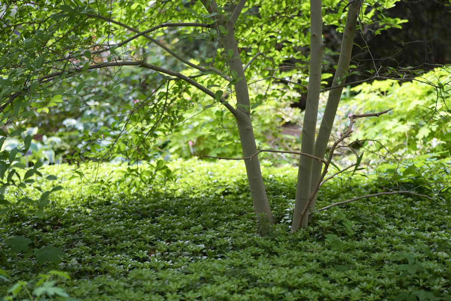 Pachysandra Bodendecker im Schatten unter einem dünnen mehrstämmigen Baum