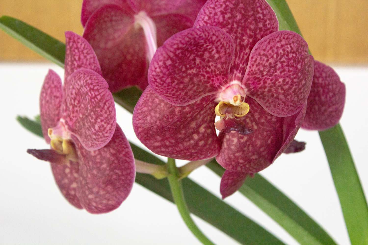 vanda orchids