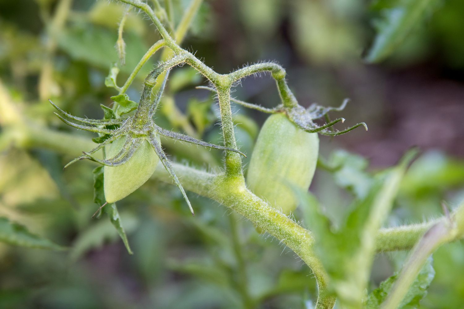 Kleine grüne Roma-Tomaten, die an einem Weinstock wachsen