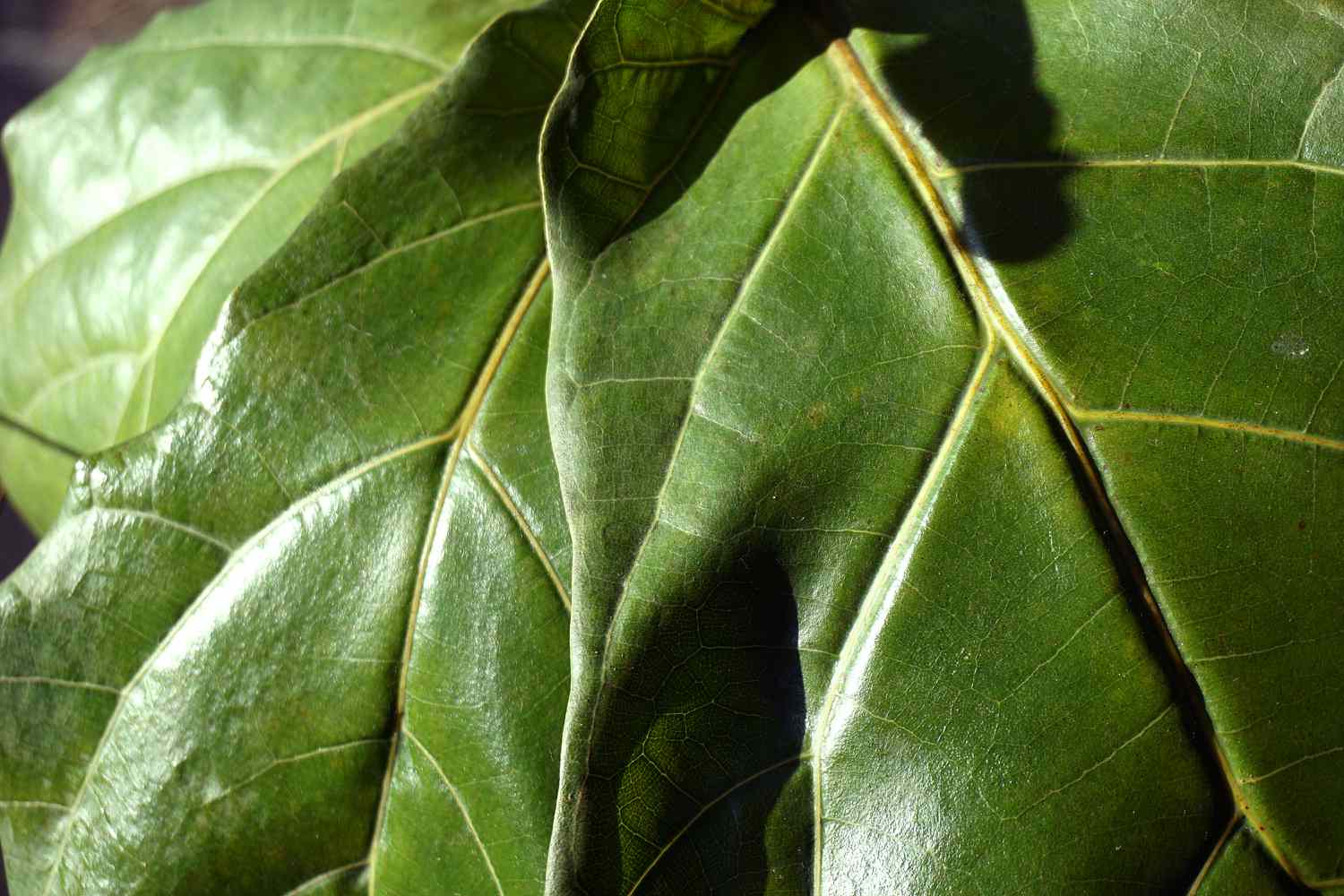 fiddle leaf feigenblatt detail