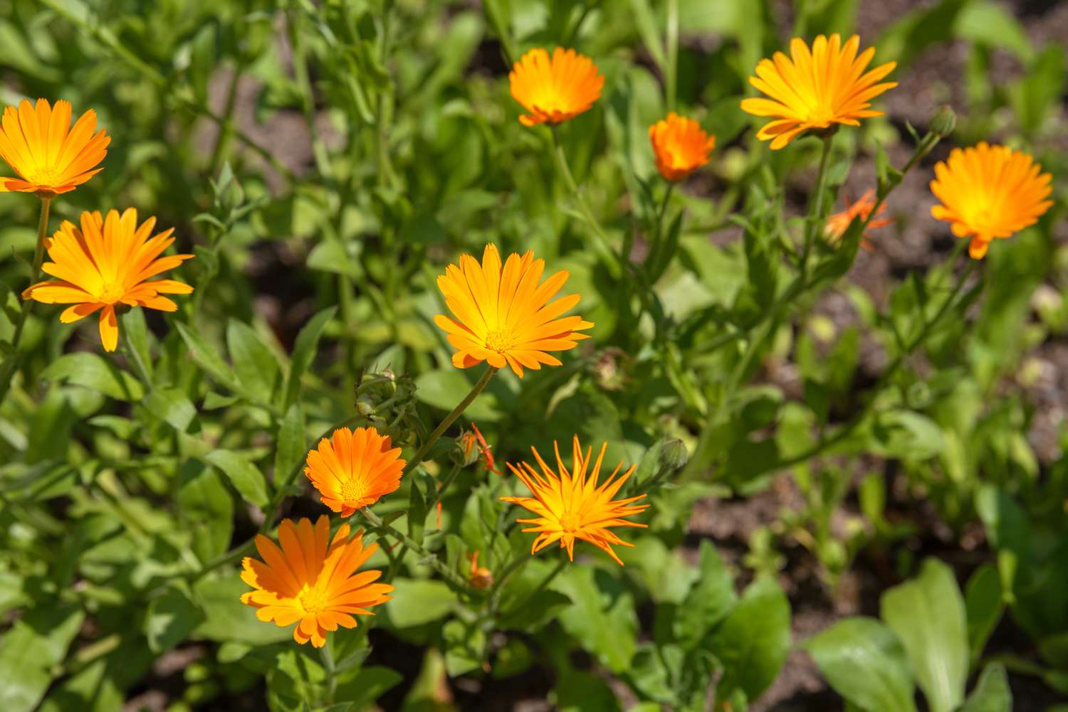 Topfdotterblume mit orangefarbenen tagesähnlichen Blüten im Sonnenlicht