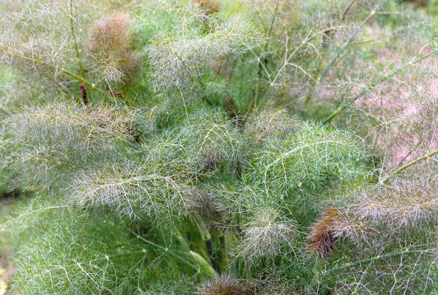 Plante d'aneth avec plumes vertes et argentées