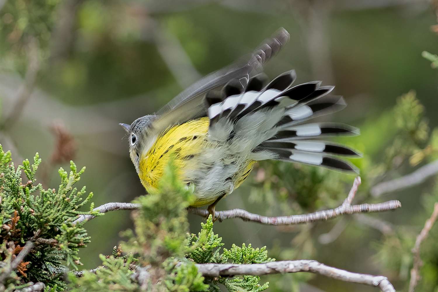 Gelber und grauer Vogel mit bewegten Primärfedern 