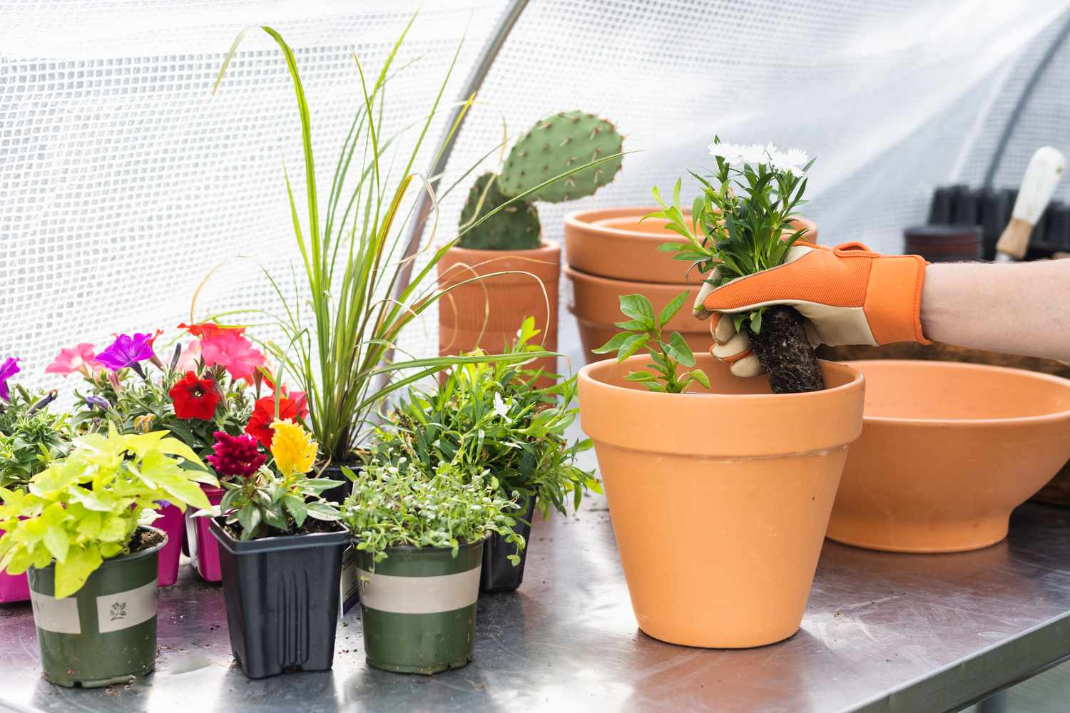 Kleine Blumenpflanzen im Tontopf neben Kräutern und Kakteen