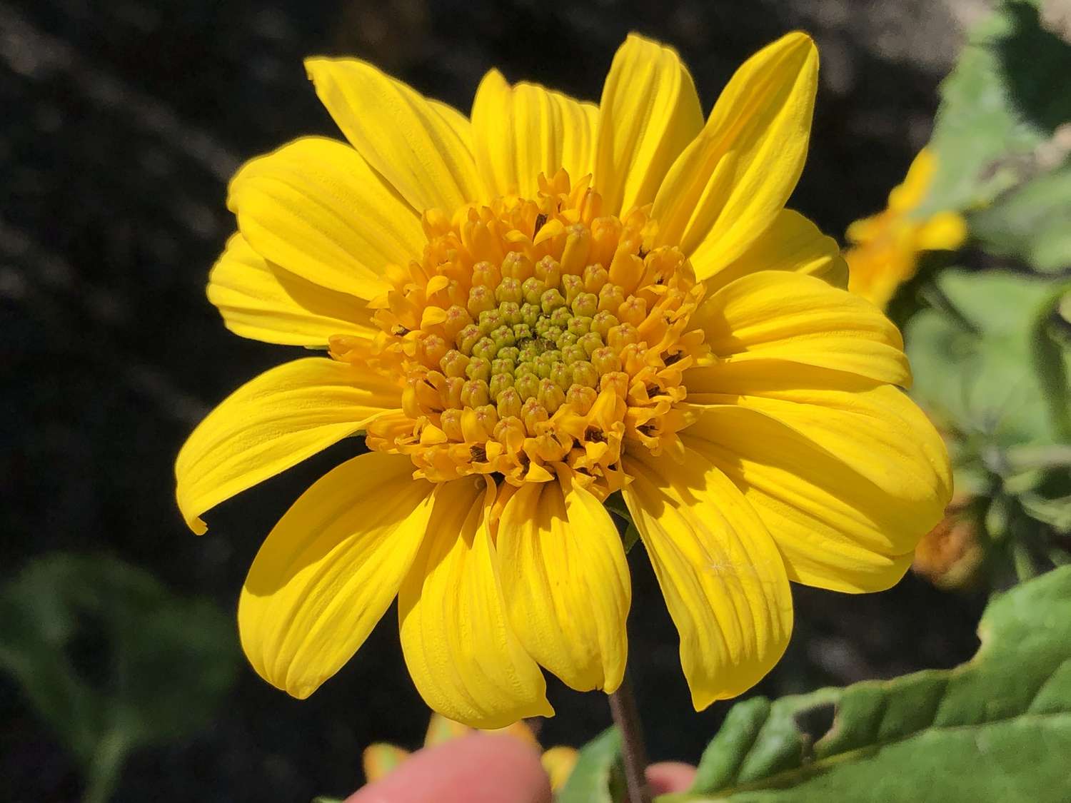 Leuchtend gelbe Sonnenblume mit gänseblümchenartigen Blütenblättern und gelber Mitte