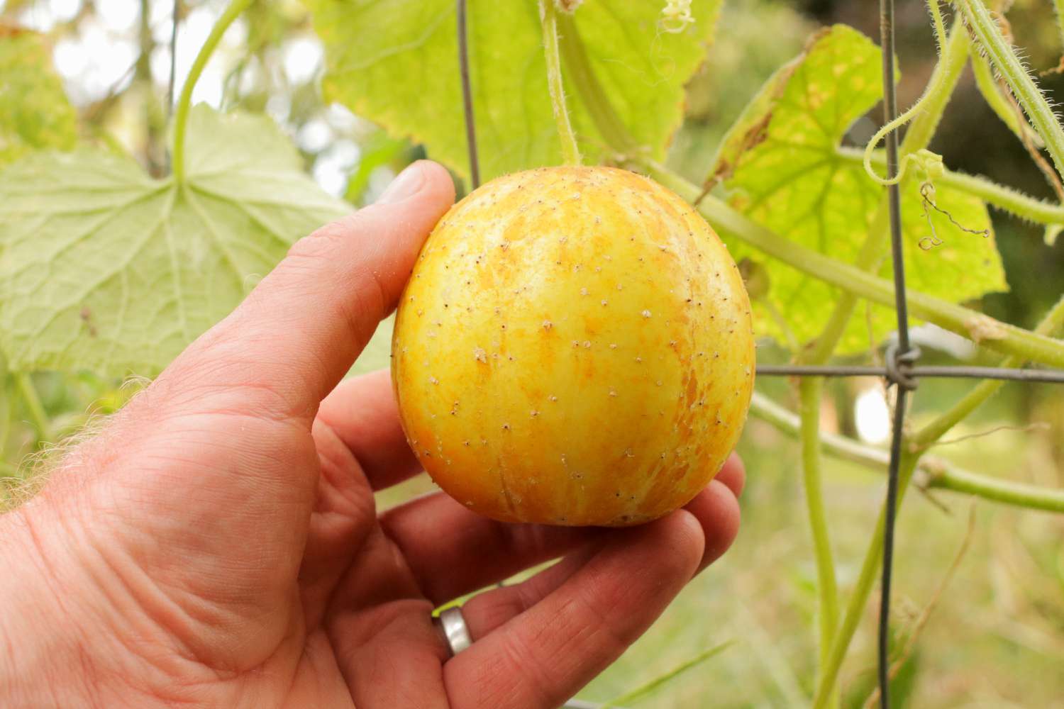 Yellow lemon cucumber held in hand near metal fence