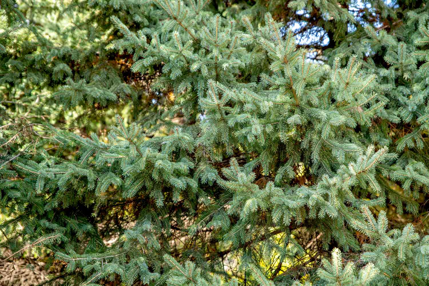 Abeto de las Colinas Negras con agujas blanco-verdosas agrupadas en ramas