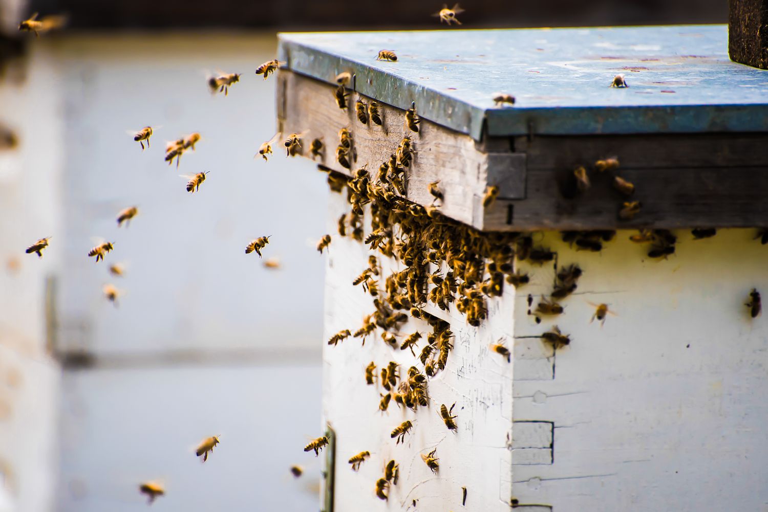 Bees returning to a beehive, Vancouver, British Columbia, Canada