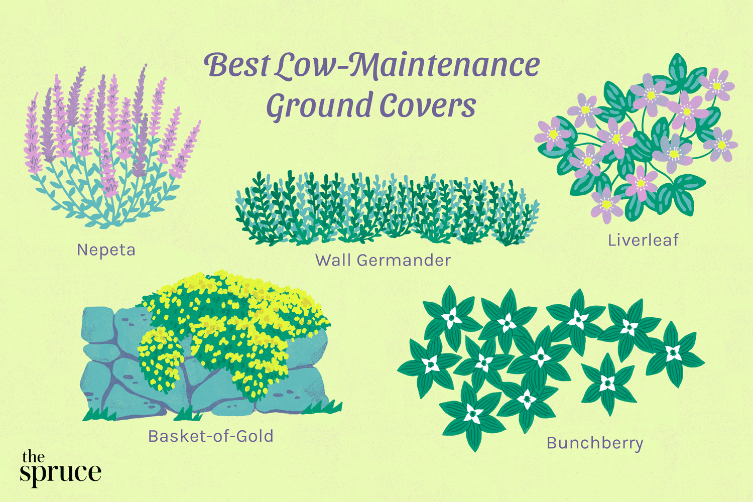 14 Best Low-Maintenance Ground Covers