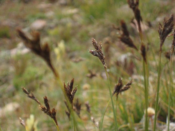 Delicada grama Carex eburnea com cabeças de sementes marrons