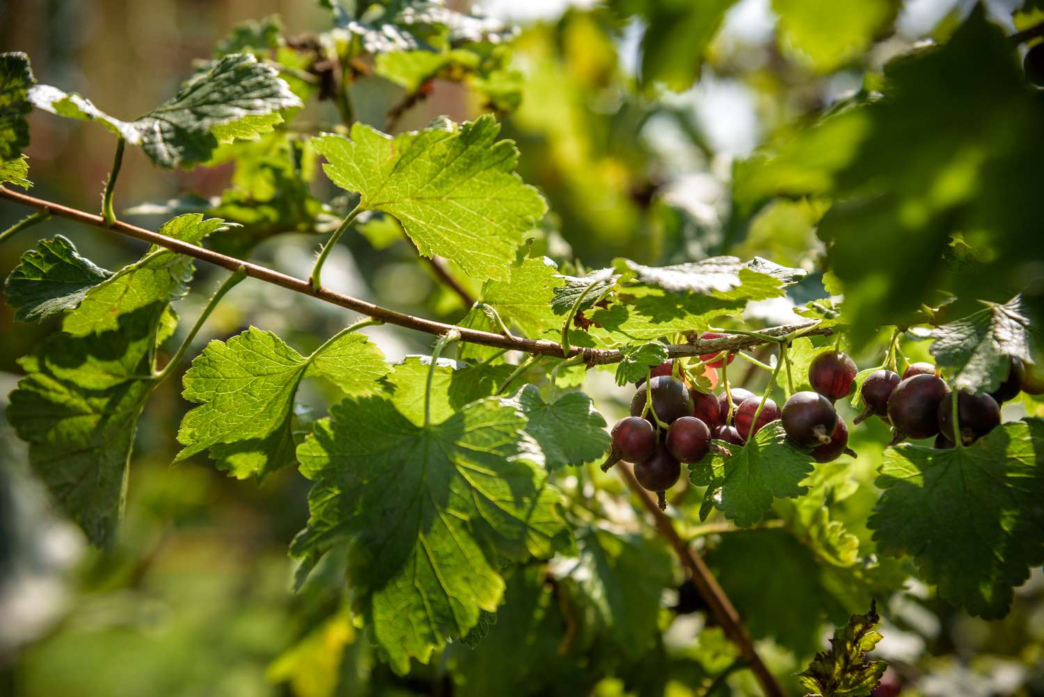 Cómo cultivar y cuidar arbustos Jostaberry