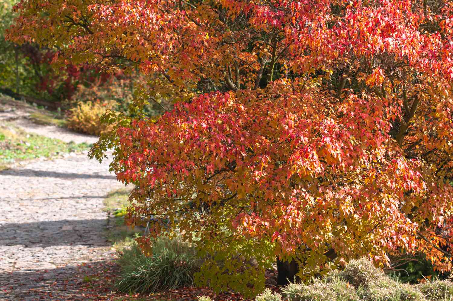 Como identificar e remover o Amur Maple