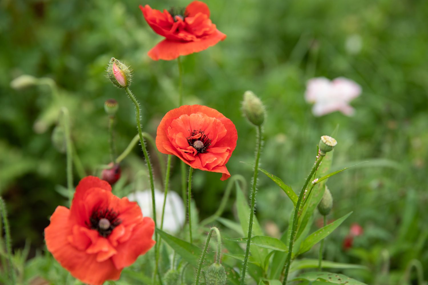 Mohn