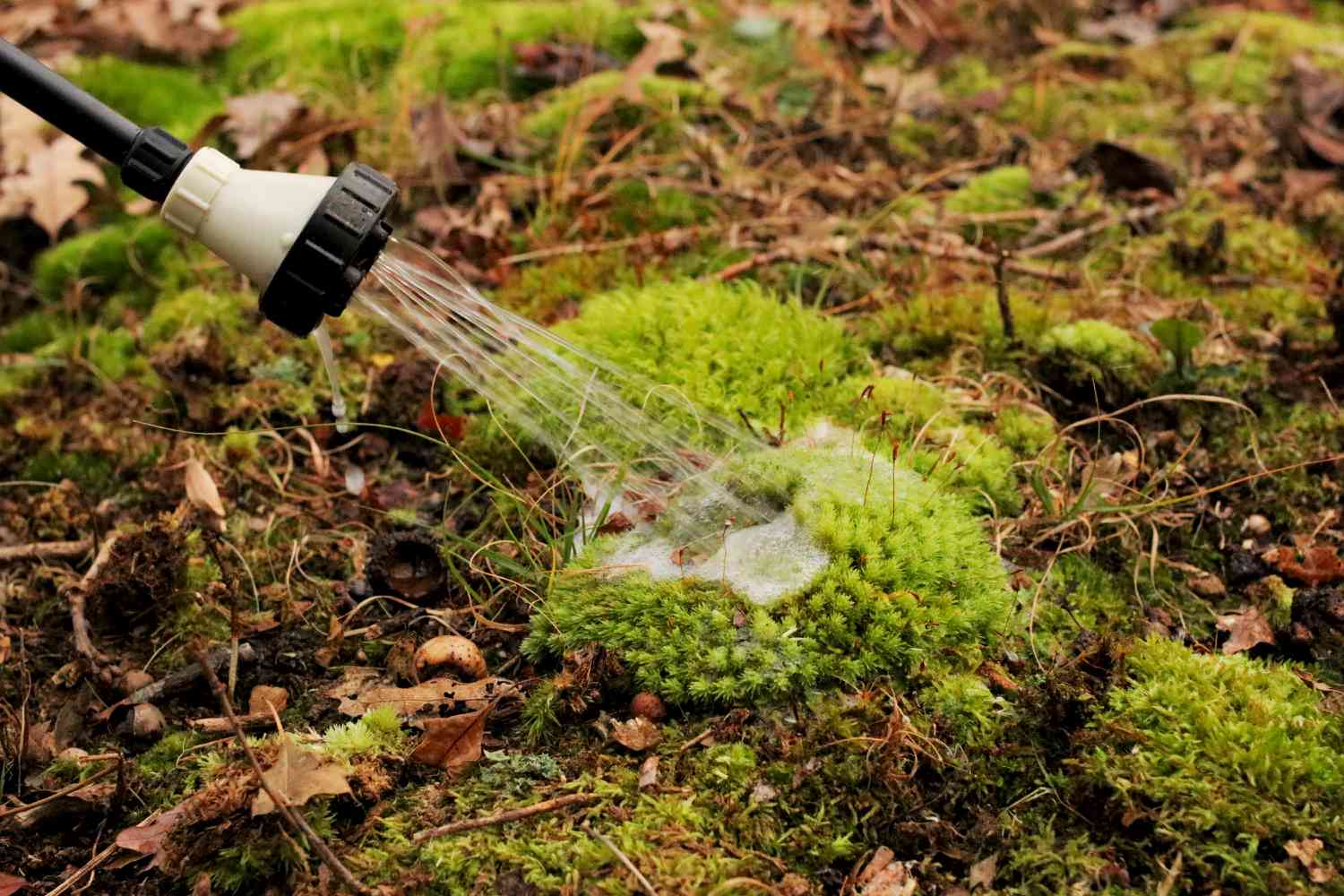 Pulverizador de jardín aplicando solución acuosa orgánica sobre mancha de musgo