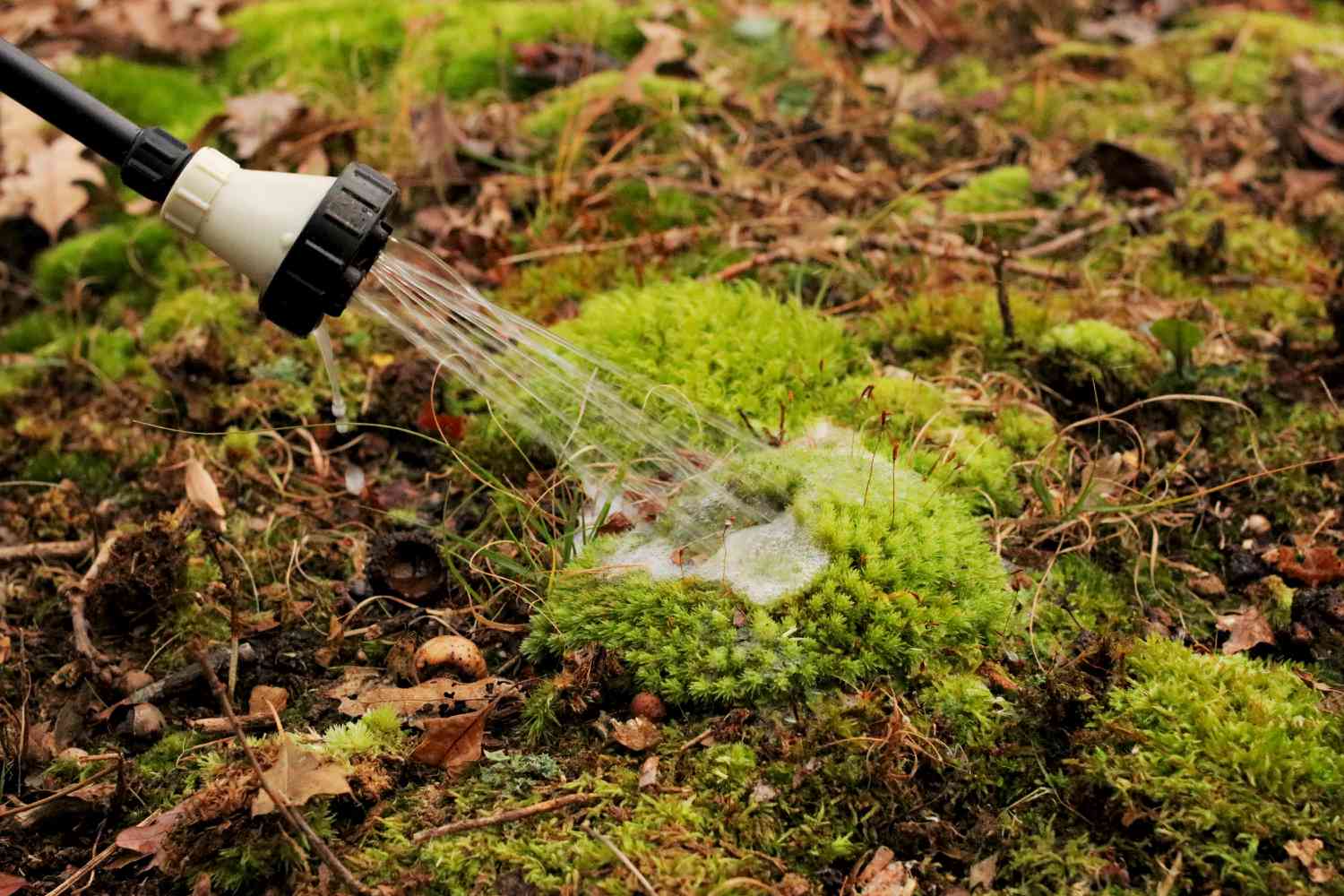 Pulvérisateur de jardin appliquant une solution d'eau organique sur une plaque de mousse