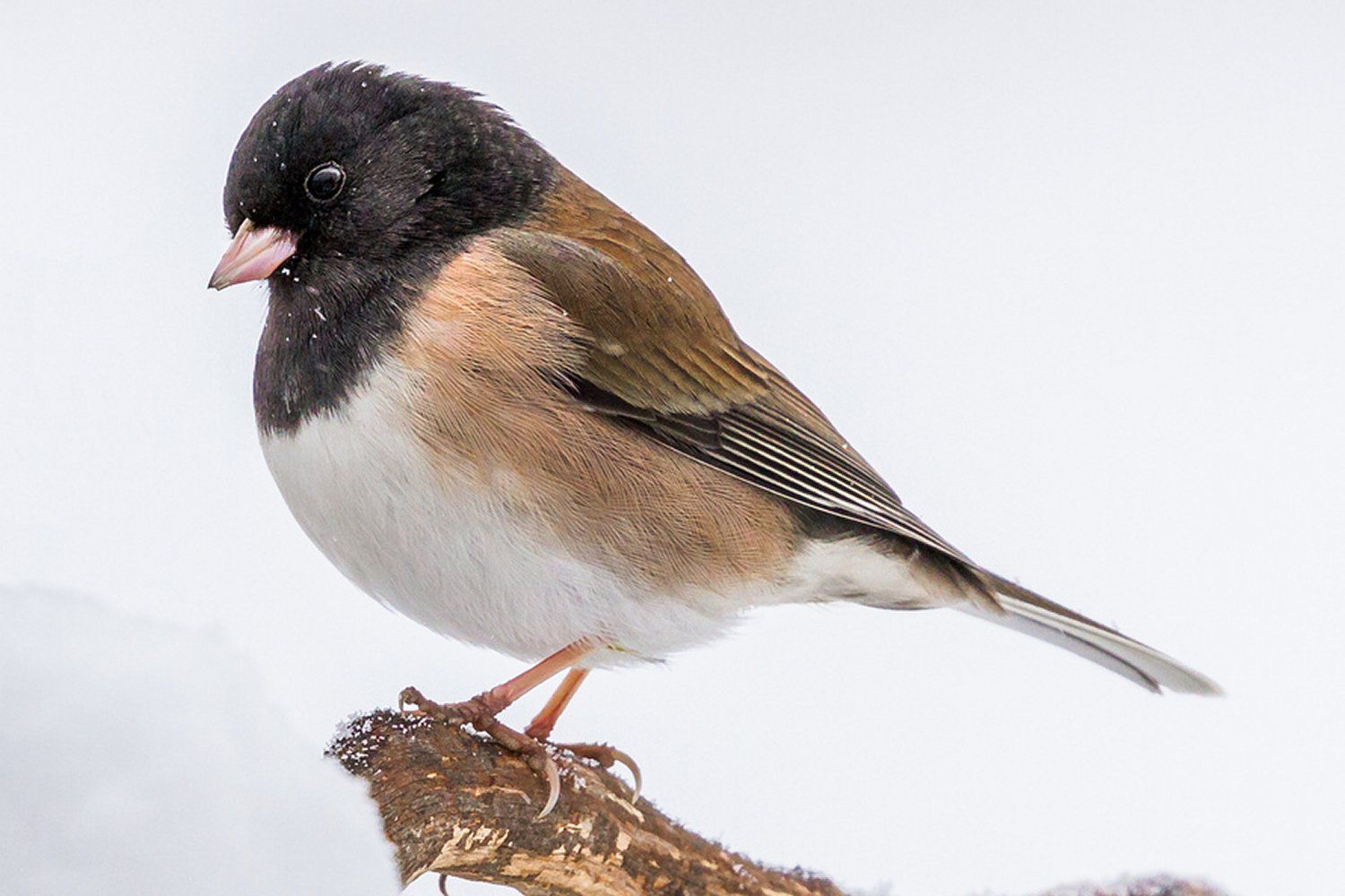 Oregon Junco