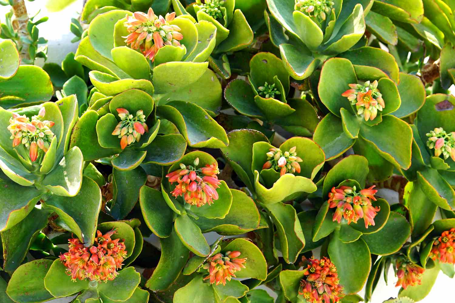 Kalanchoe thyrsiflora ist eine aus Madacascar stammende sukkulente Pflanze, die wunderschöne Blüten hervorbringt