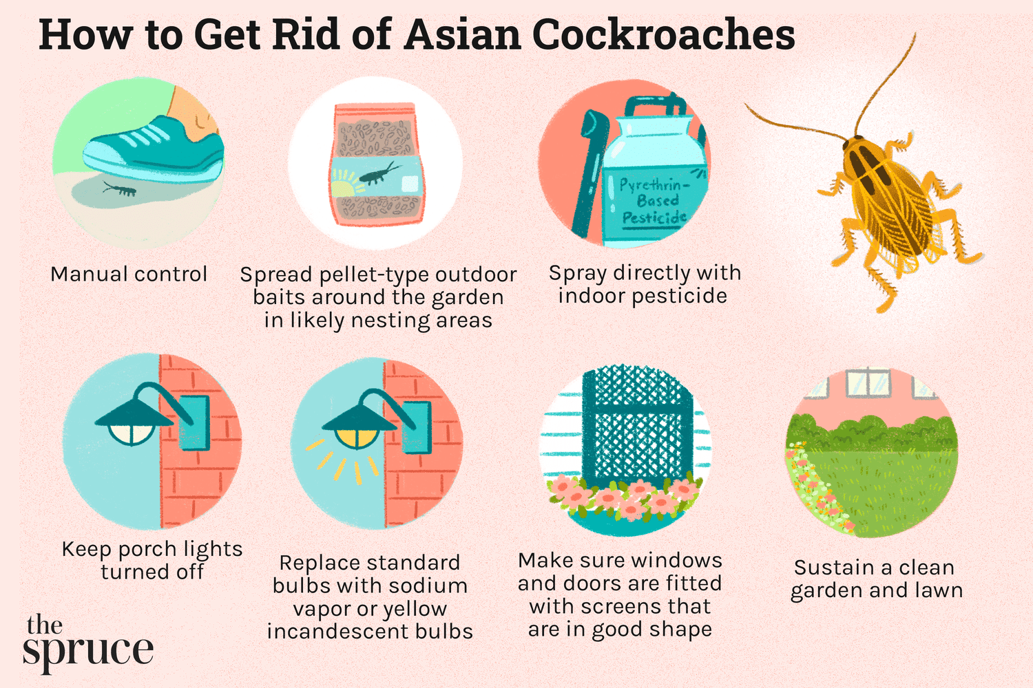 Como se livrar das baratas asiáticas