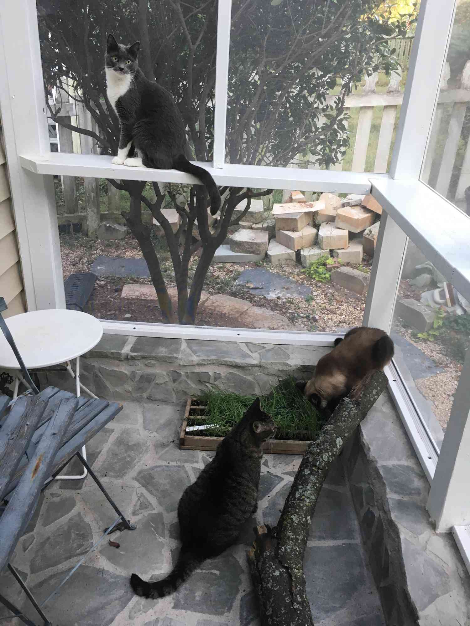 Gatos disfrutando de un catio cubierto