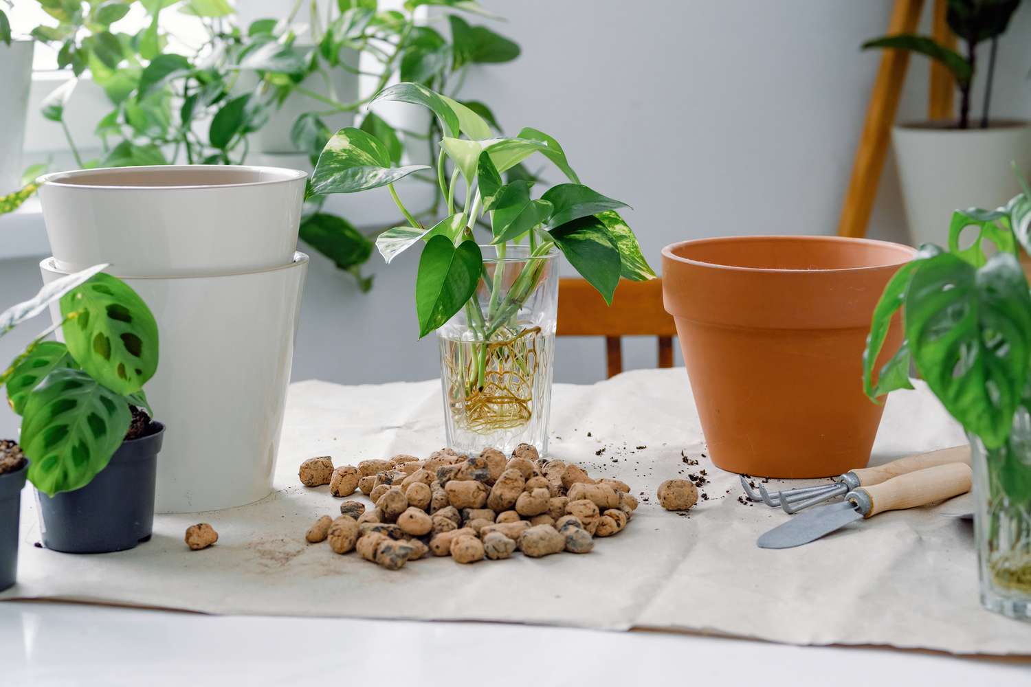 Se puede cultivar y mantener un Pothos en agua?