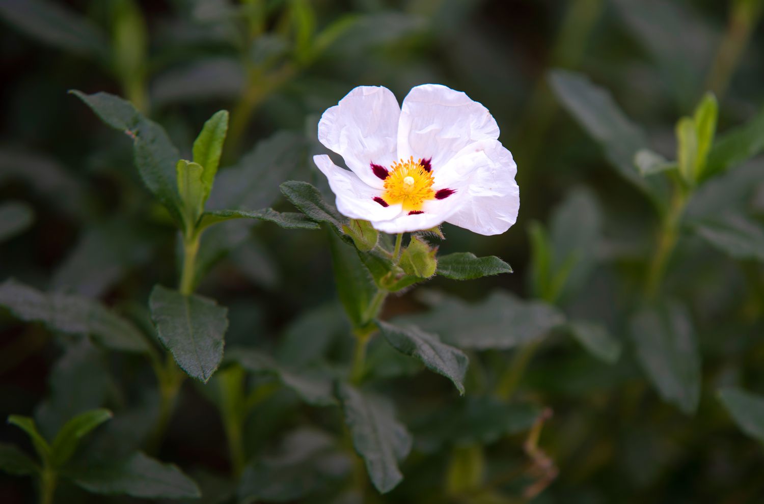 Roskrose Pflanze mit weißer Blüte und gelber Mitte am Stängel