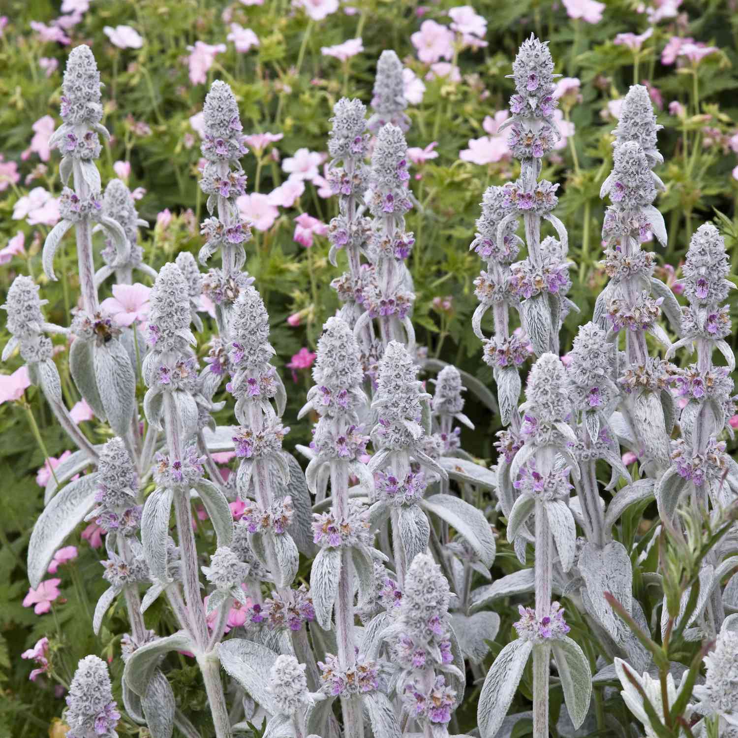 Plantas de oreja de cordero